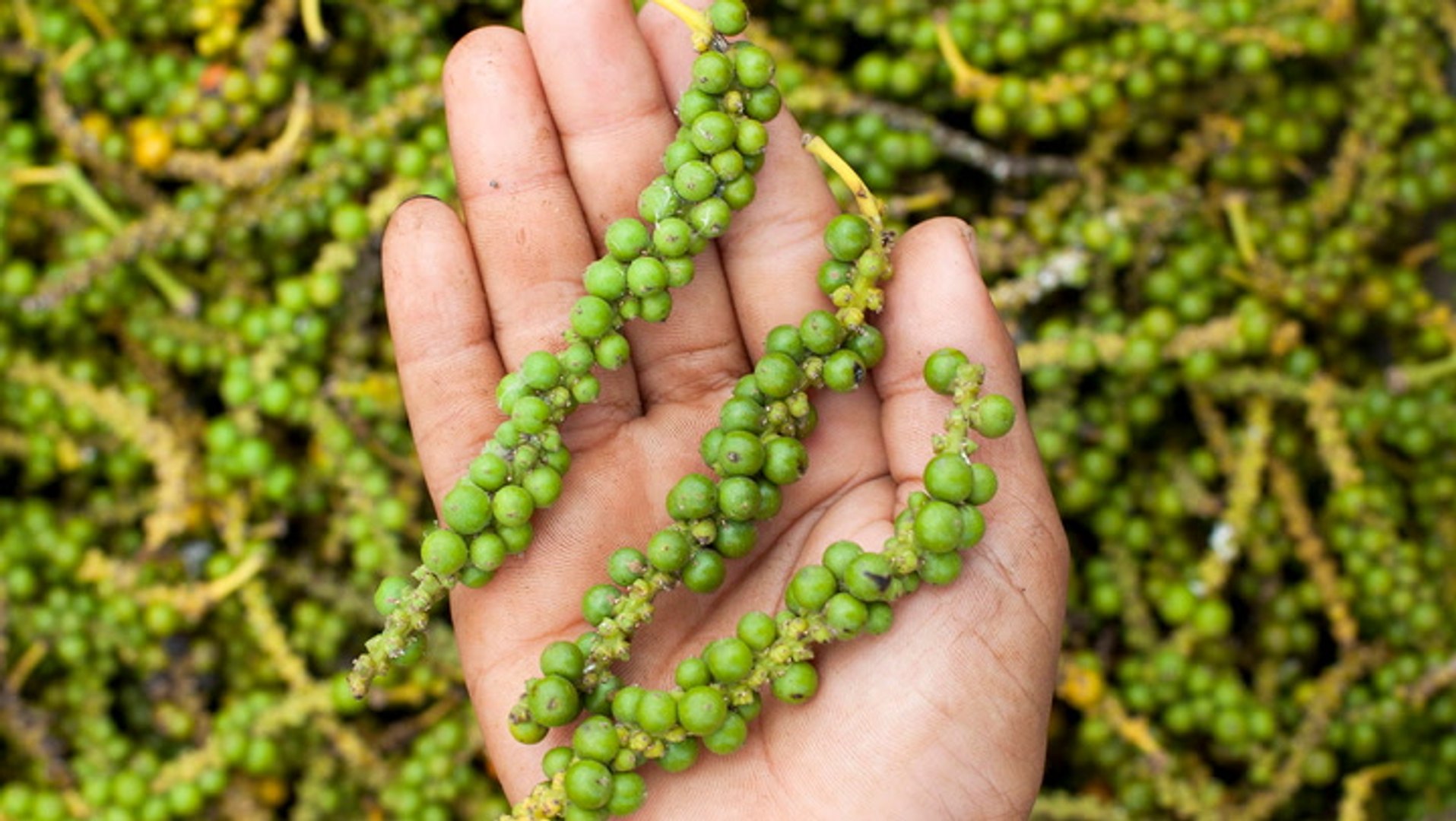 Kampot white peppercorns cost 28 per kilogram wholesale. Online, they