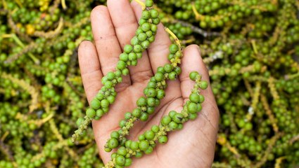 Kampot white peppercorns cost $28 per kilogram wholesale. Online, they can cost over $100 per kilogram.