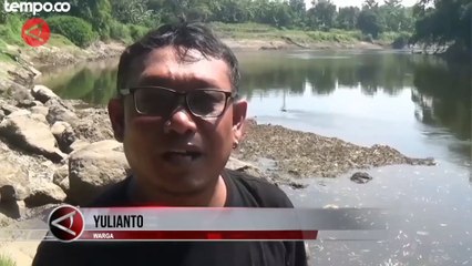 Sungai Bengawan Solo Tercemar Lagi