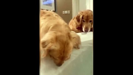 New Funny Videos 2023  Cutest Cats and Dogs  Part 92