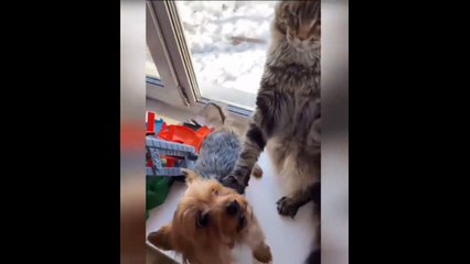New Funny Videos 2023  Cutest Cats and Dogs  Part 101