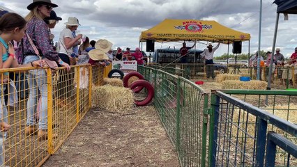 Noah's Thoroughbred Racing Pigs | May 2023 | Queensland Country Life