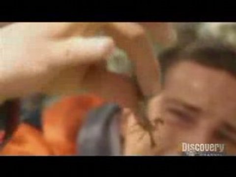 Bear Grylls mange un Scorpion