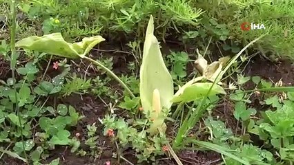 Özel izinle üretiliyor, 10 yıl alım garantili!