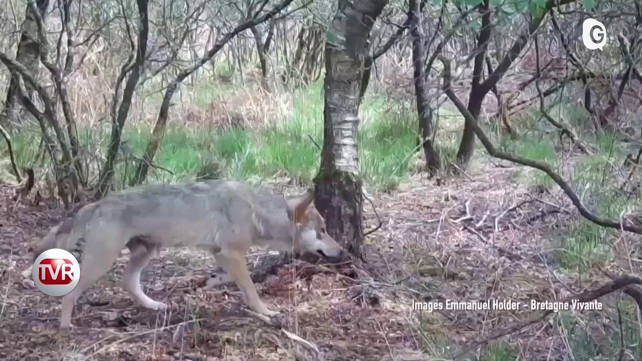 JT DES TERRITOIRES - 27/05/23 - LOUP - HARES YOUSSEF - TOURISME - GRAND ÂGE - BOXE
