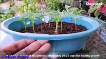12 Tricks To Grow Tons of Flowers at Home EASY TIPS