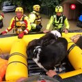 Alluvione Emilia Romagna: l'intervento per salvare due cani
