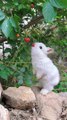 Rabbit Eating Cherry | Hungary Rabbit | Animals Funny Moments | Cute Pets | Funny Animals #rabbit