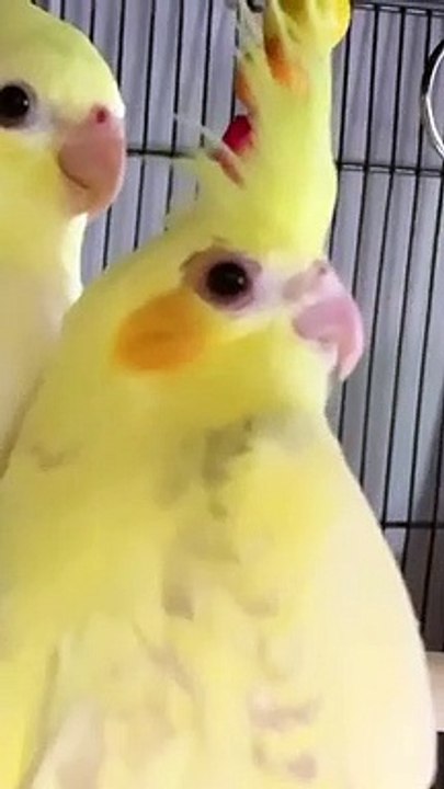 Parrot with  cap.