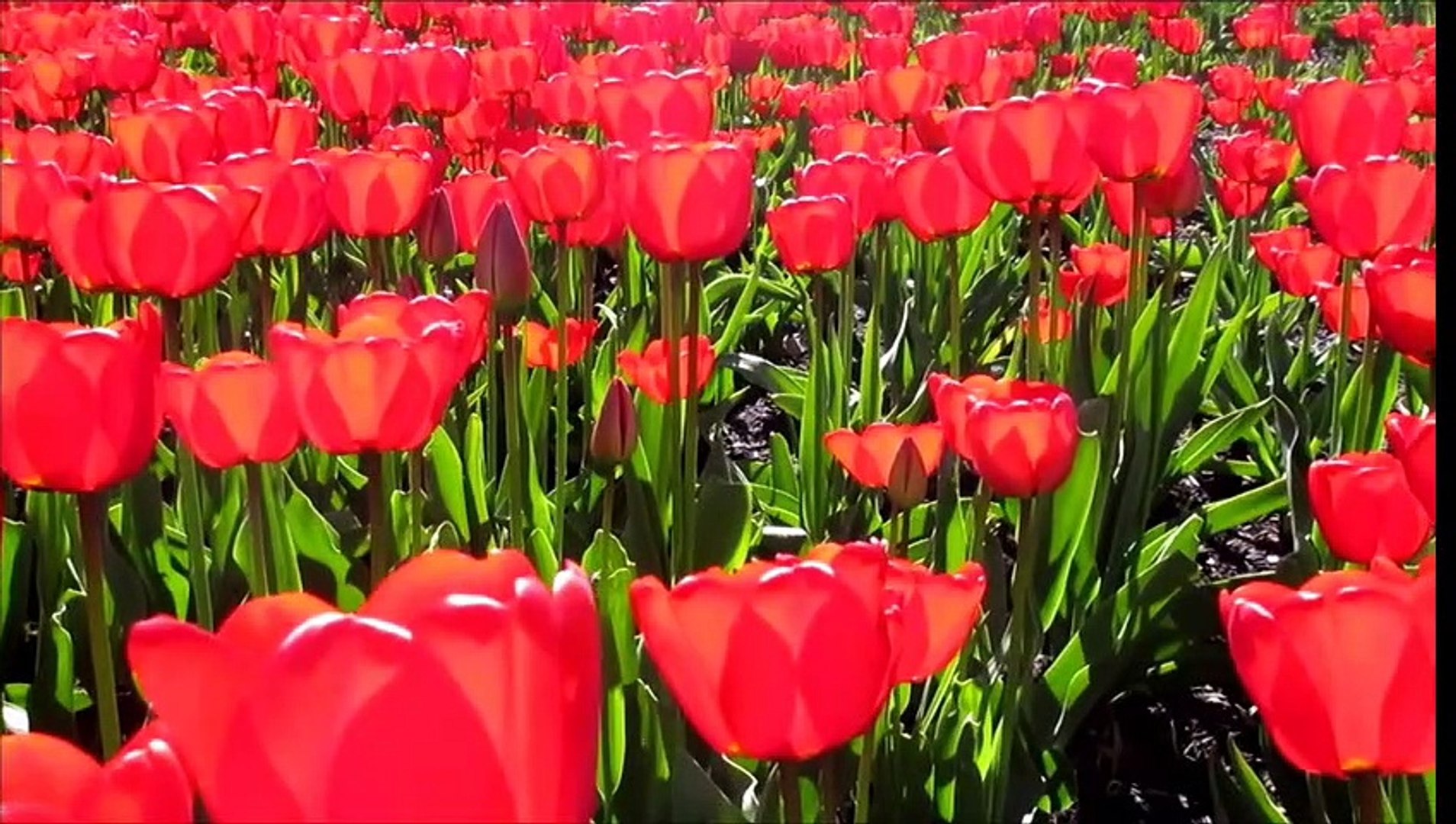 Most Beautifull folowers with Relaxing music Meditation music sleeping music deep sleep music soft m