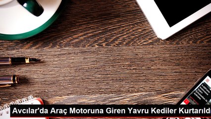 Avcılar'da Araç Motoruna Giren Yavru Kediler Kurtarıldı