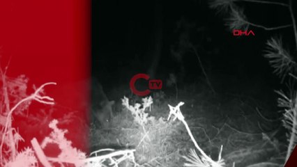 Çadırda uyuyan adamın yanına gelen ayı korku dolu anlar yaşattı