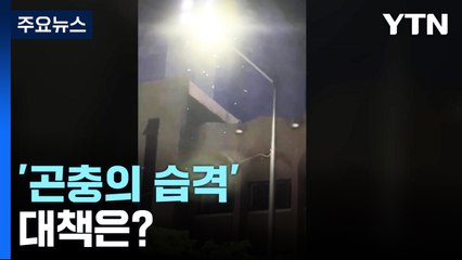 도심 곳곳 '곤충의 습격'...맞춤형 방제 매뉴얼 시급 / YTN