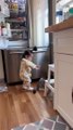 Cat Playing With Little Baby | Animals Funny Moments | Cute Pets | Funny Animals #animals #pets #cat