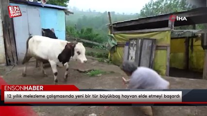 12 yıllık melezleme çalışmasında yeni bir tür büyükbaş hayvan elde etmeyi başardı