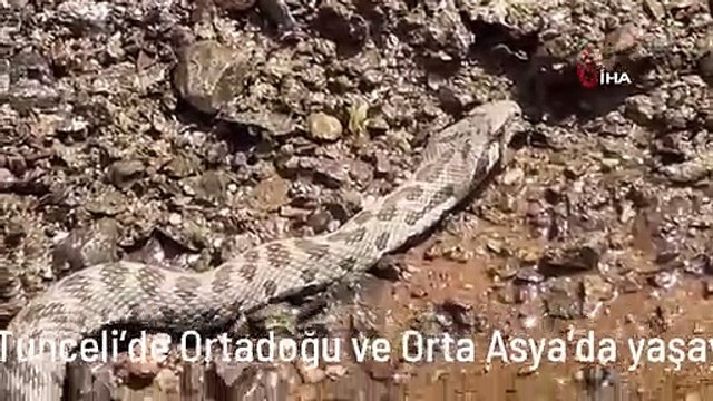 Tunceli'de Ortadoğu ve Orta Asya'da yaşayan Kocabaş Yılanı görüntülendi