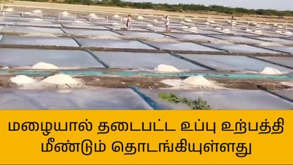 நாகை:மழைக்குப்பின் உப்பு உற்பத்தி தொடக்கம்!