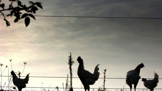 Les infos de 8h - Grippe aviaire : l'arrivée d'un vaccin soulage les éleveurs