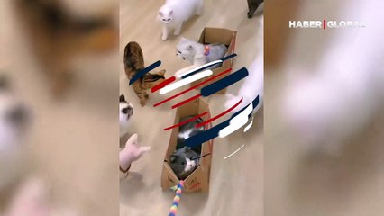 Kutuda yolculuk eden asabi kedinin görüntüleri viral oldu