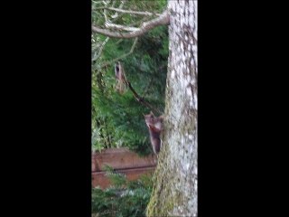 Ecureuils - Musique : Mon mari est bien malade (Traditionnel) - Eric : guitares, mandolines.