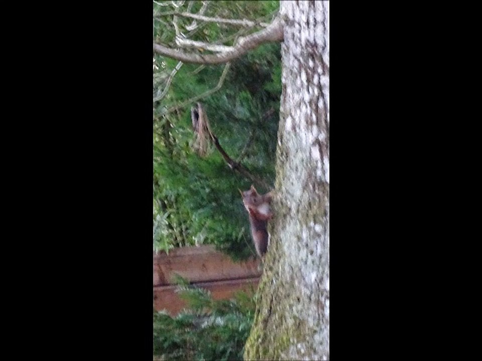 Ecureuils - Musique : Mon mari est bien malade (Traditionnel) - Eric : guitares, mandolines.