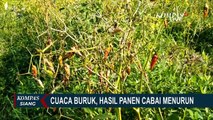 Imbas Cuaca Tak Menentu, Belasan Hektar Tanaman Cabai di Karangasem Bali Gagal Panen!