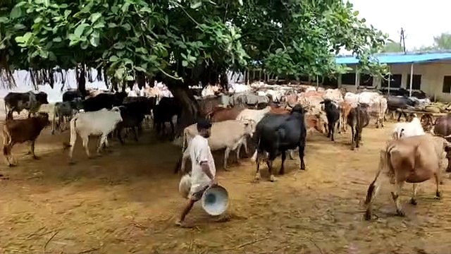 लम्पी स्किन से बचाव को लेकर चलाया जा रहा सघन टीकाकरण अभियान