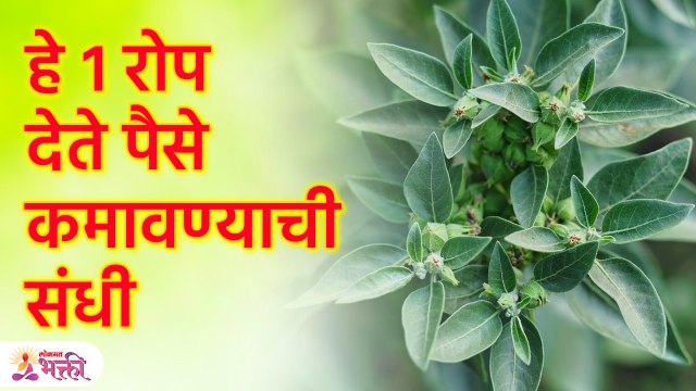 १ रोप घरी आणा, पैसे कमवण्याची संधी मिळेल | Vastu Tips for Money |Dhan Prapti Tips |Lokmat Bhakti KA3