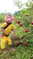 Monkey Funny Vedio | Funny Vedios