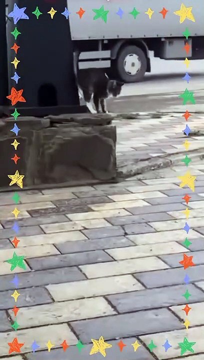 Meaw have skills 