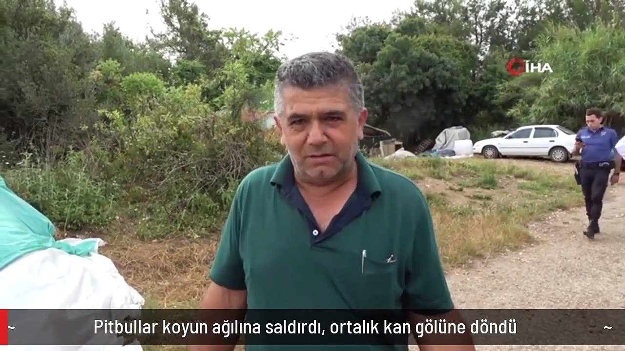 Pitbullar koyun ağılına saldırdı, ortalık kan gölüne döndü