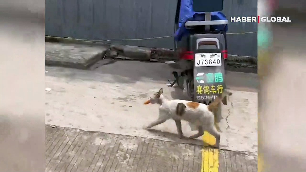 Anne kedinin yavruları için gösterdiği fedakarlık izleyenleri duygulandırdı