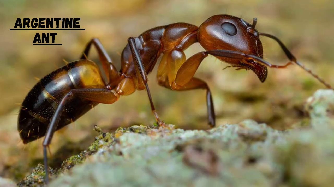 Argentine Ant II Does Argentine Ants Bite video Dailymotion