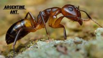 Argentine Ant II Does Argentine Ants Bite