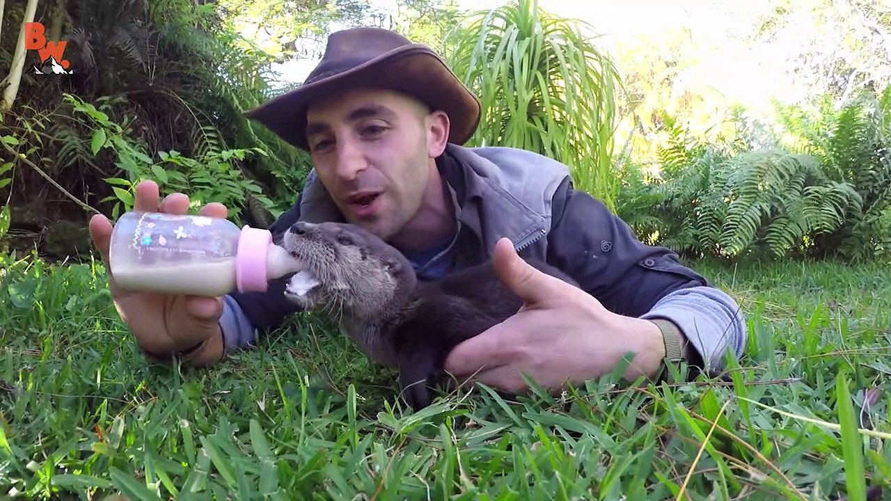 Baby Otter Feeding Time!