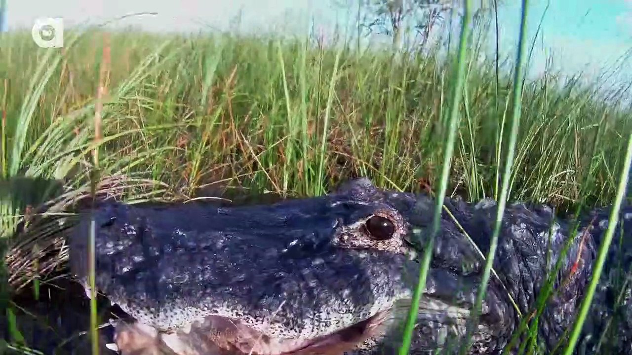 CLOSE CALL! Alligator Attacks Cameraman!