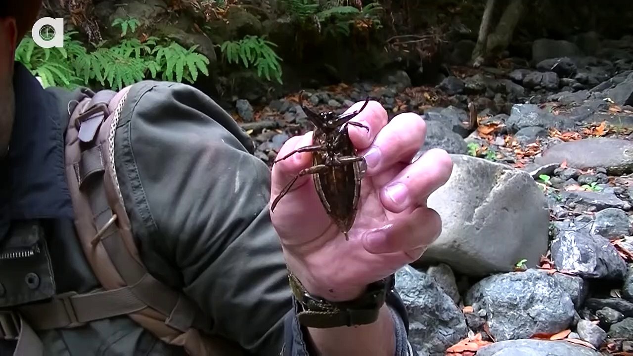 TOE-BITER! Giant Water Bug! - video Dailymotion
