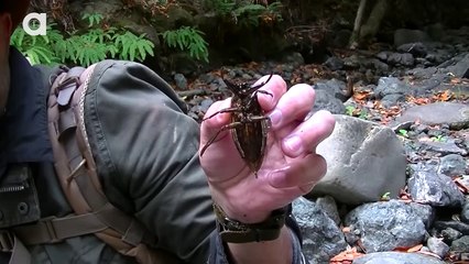 TOE-BITER! Giant Water Bug!