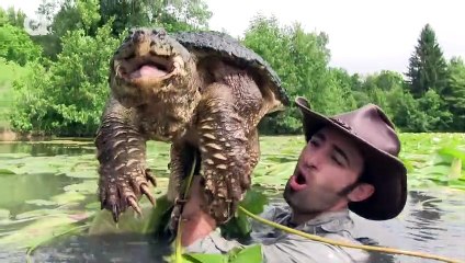 World's Most Famous Snapping Turtle - Dragon Tails Episode 1