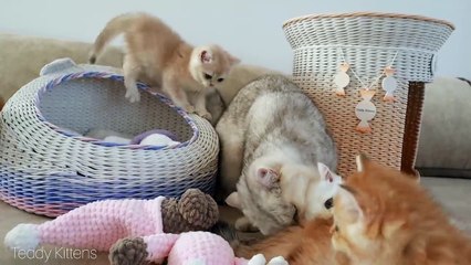 Kittens offend their older sister Coco