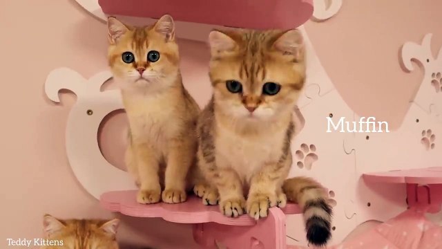 Kittens shake their heads to the beat of the music Muffin and Snickers