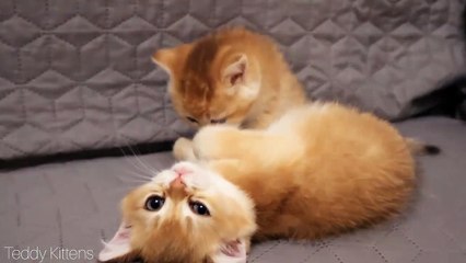 Kitty Aria finds out relationship with her brother Aramis