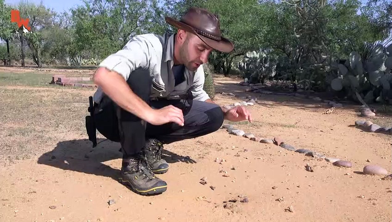 ANT ATTACK!
