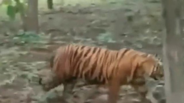 लखीमपुर खीरी: खेत गए किसान पर बाघ ने किया हमला, ग्रामीणों में दहशत