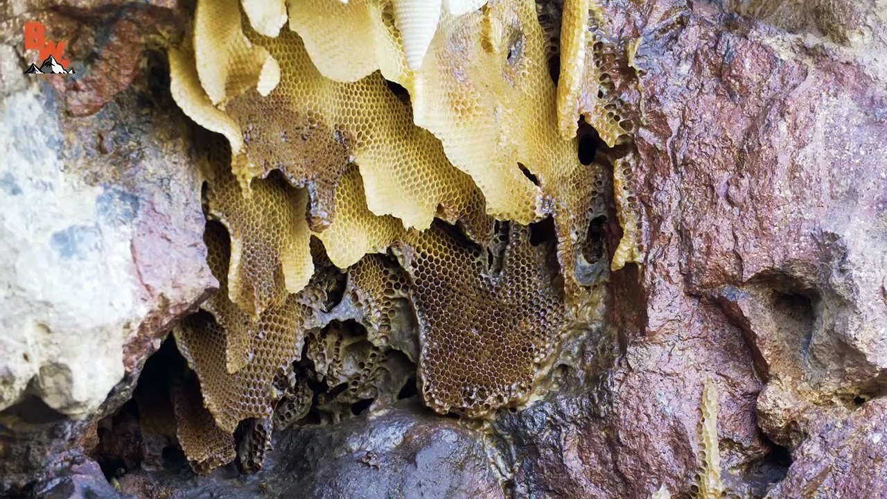 Is KILLER BEE Honey Dangerous!