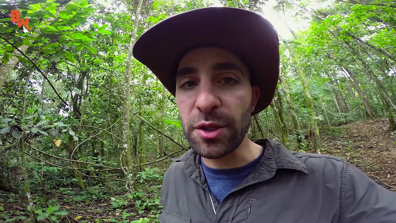 STUNG by a BULLET ANT!