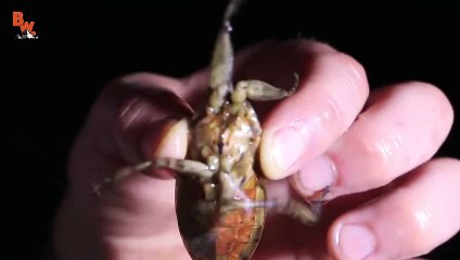 Giant Water Bug Strikes!