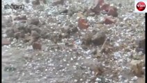 sidhi: Hail fell with thunderstorm and rain in Semaria region