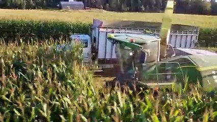 Corn Harvest