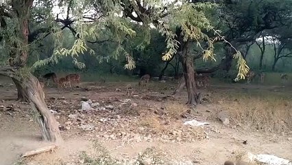 कहीं बाघ तो कहीं पैंथर नजर आया